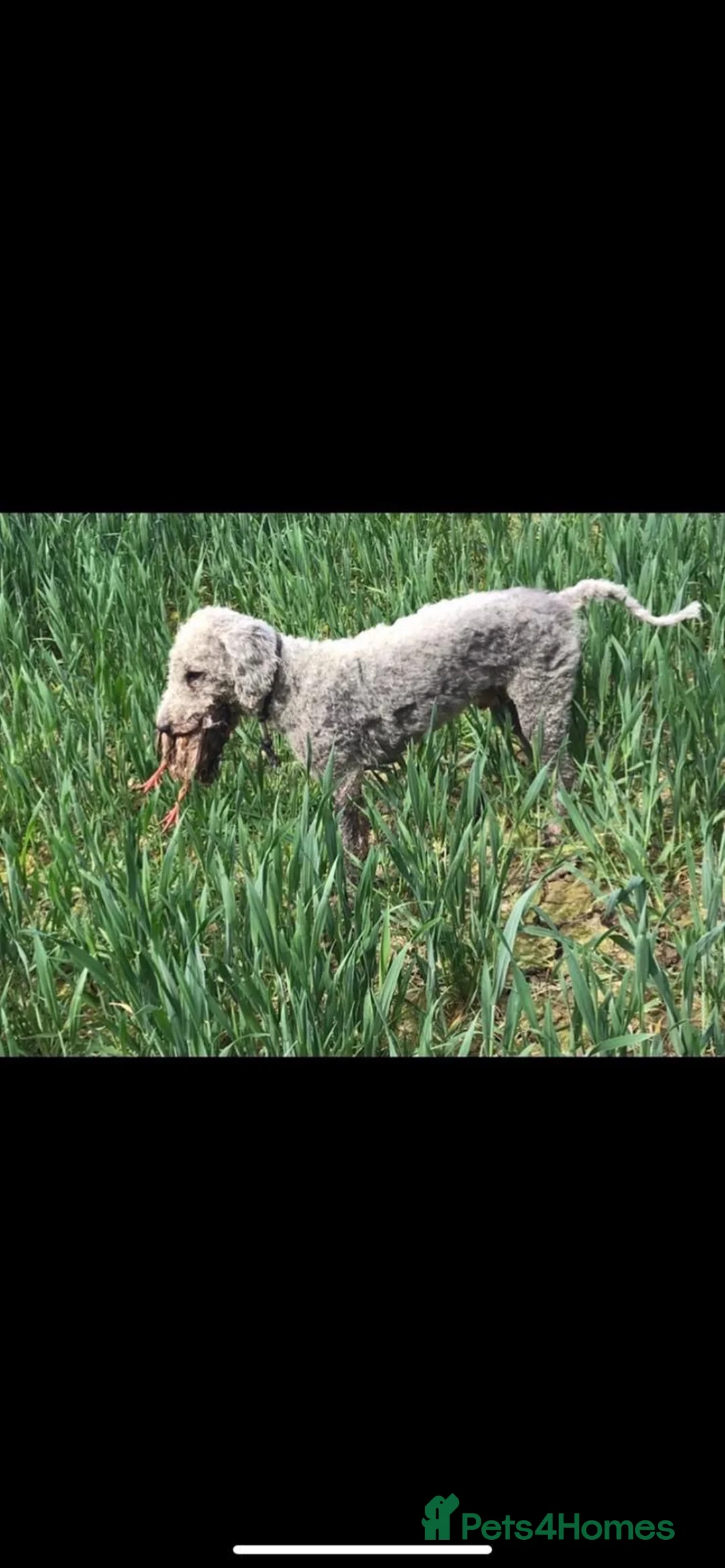 Bedlington Terrier dogs for sale: KC BEDLINGTON TERRIERS - Advert 5