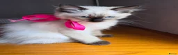 Ragdoll cats for sale: Last Ragdoll Girl Available –11Weeks Old,Ready Now - Advert 4