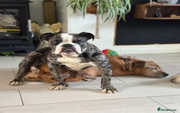 Old Tyme Bulldog dogs for sale: Gorgeous Female Old Tyme Bulldog - Image 2