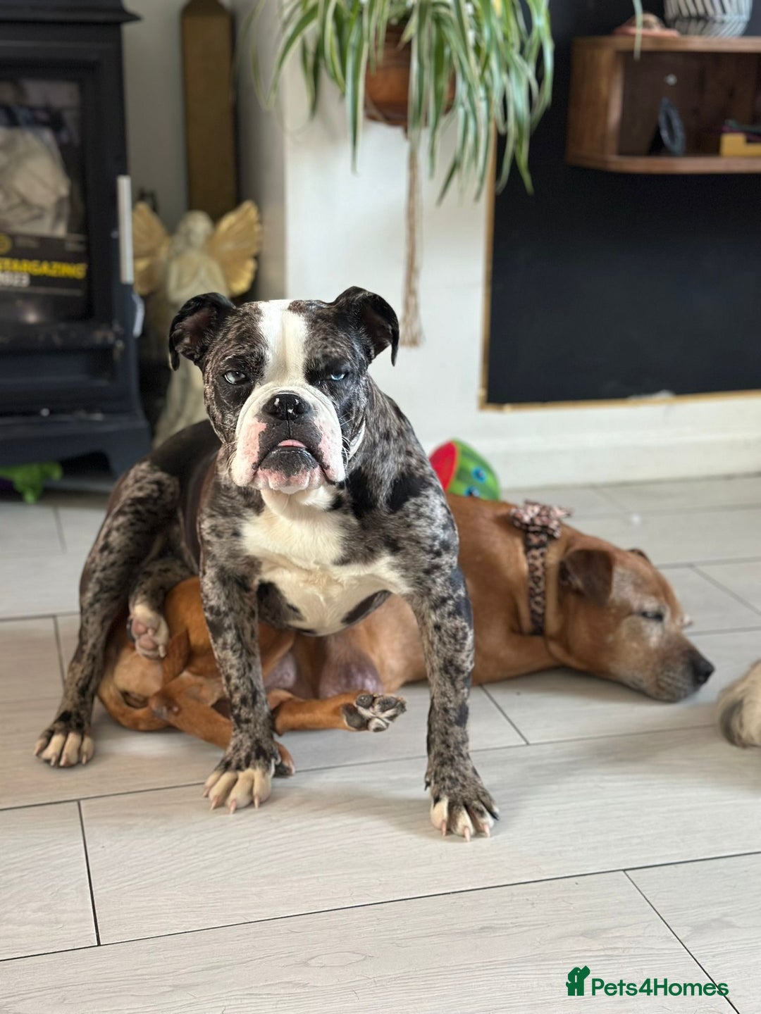 Old Tyme Bulldog dogs for sale: Gorgeous Female Old Tyme Bulldog - Image 2
