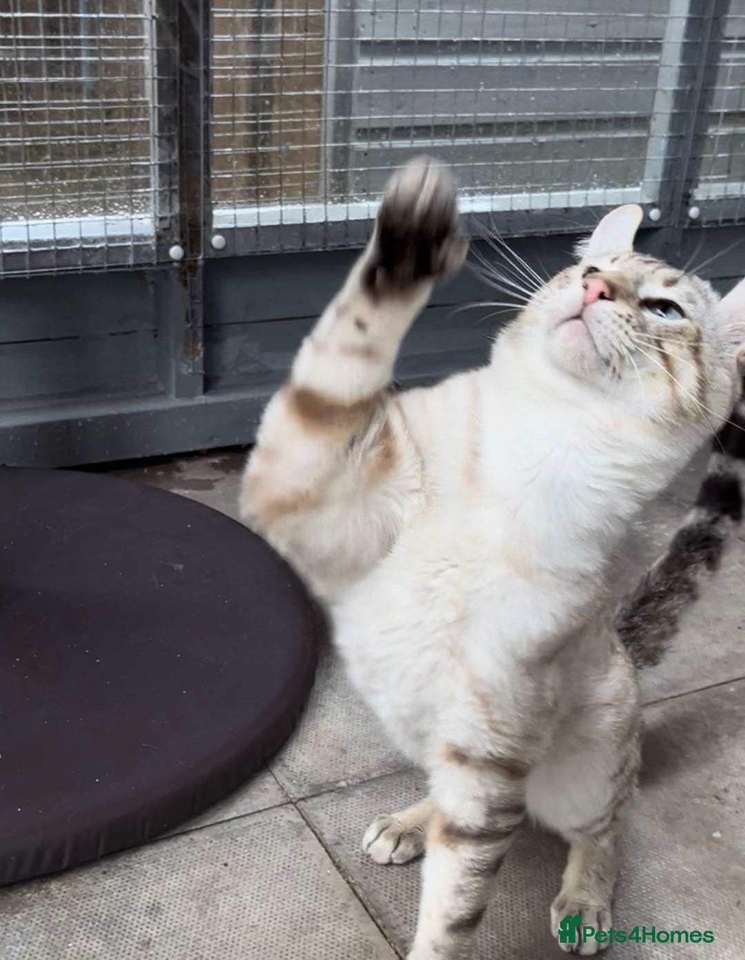 Keetso cats for sale: Gorgeous polydactyl curled eared boy  - Advert 11