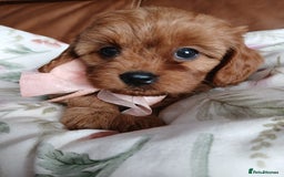 Cavapoo dogs for sale: Cavapoo puppies for sale - Image 9