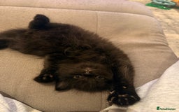 Mixed Breed cats for sale: 3 Gorgeous Long Hair Kittens Available - Image 16