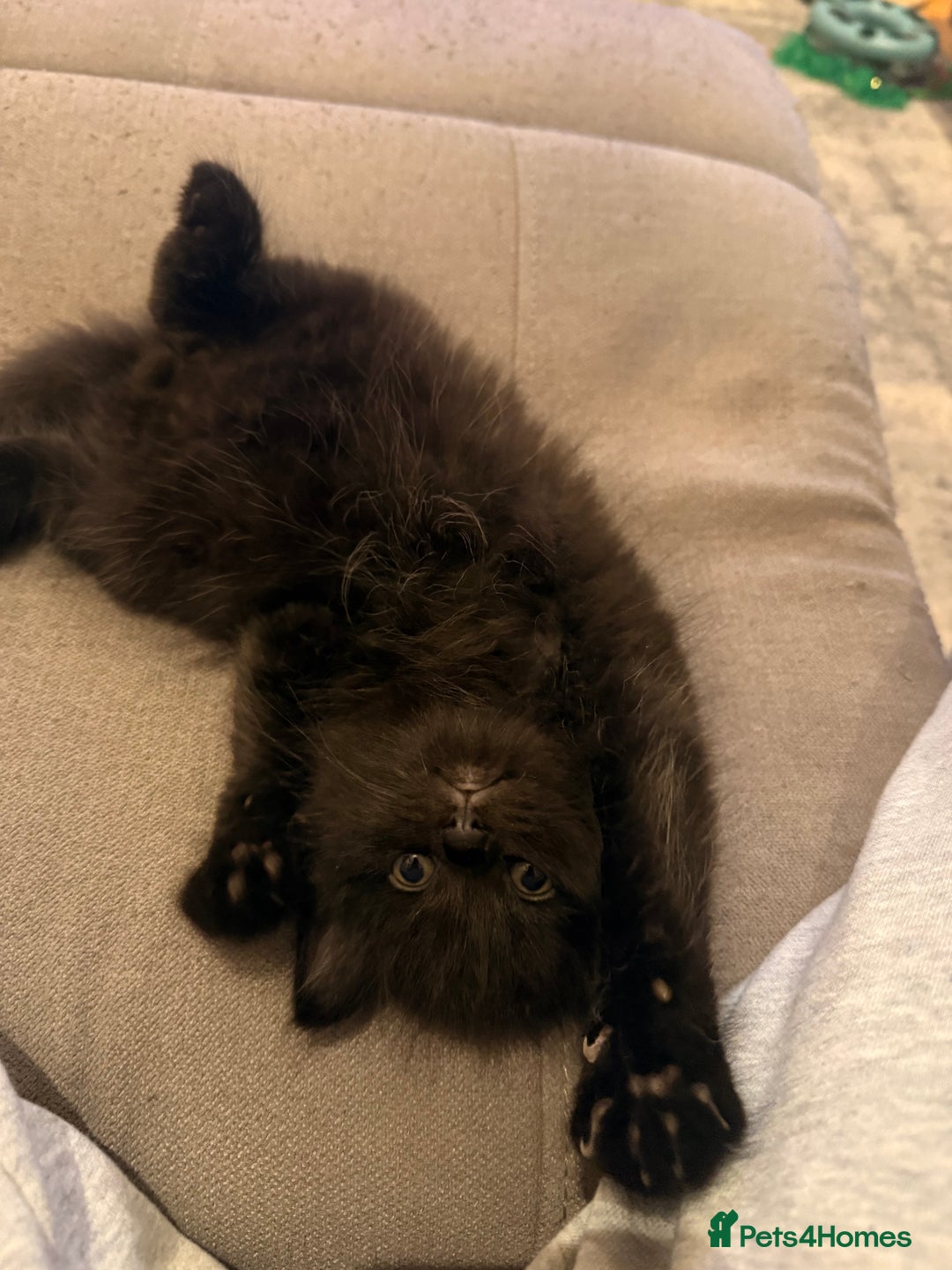 Mixed Breed cats for sale: 3 Gorgeous Long Hair Kittens Available - Image 16