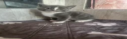 Ragdoll cats for sale: Beautiful Home-Reared Ragdoll Cross Kittens - Advert 28