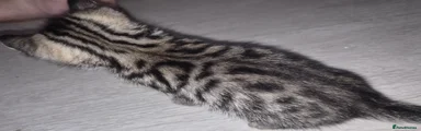 Bengal boy.