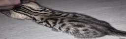 Bengal cats for sale: Bengal Kittens  - Advert 2