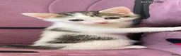 Mixed Breed cats for sale: 2 boy 2 girl kittens - Advert 3