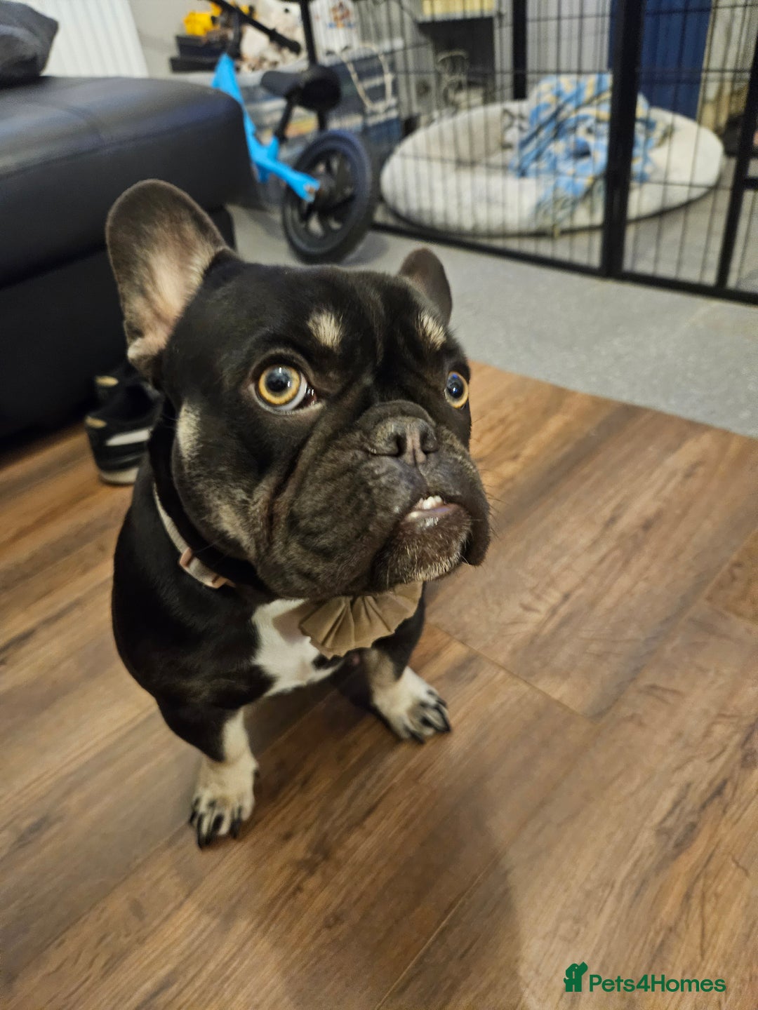 French Bulldog dogs for sale: Last female french bulldog puppy  - Image 7