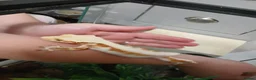 Gecko reptiles for sale: Lilly white female gecko - Advert 5
