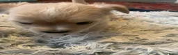 Chihuahua dogs for sale: Playful chihuahua puppies - Advert 8