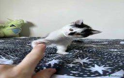 Mixed Breed cats for sale: Beautiful Male Kitten For Sale Last Of Litter - Image 6