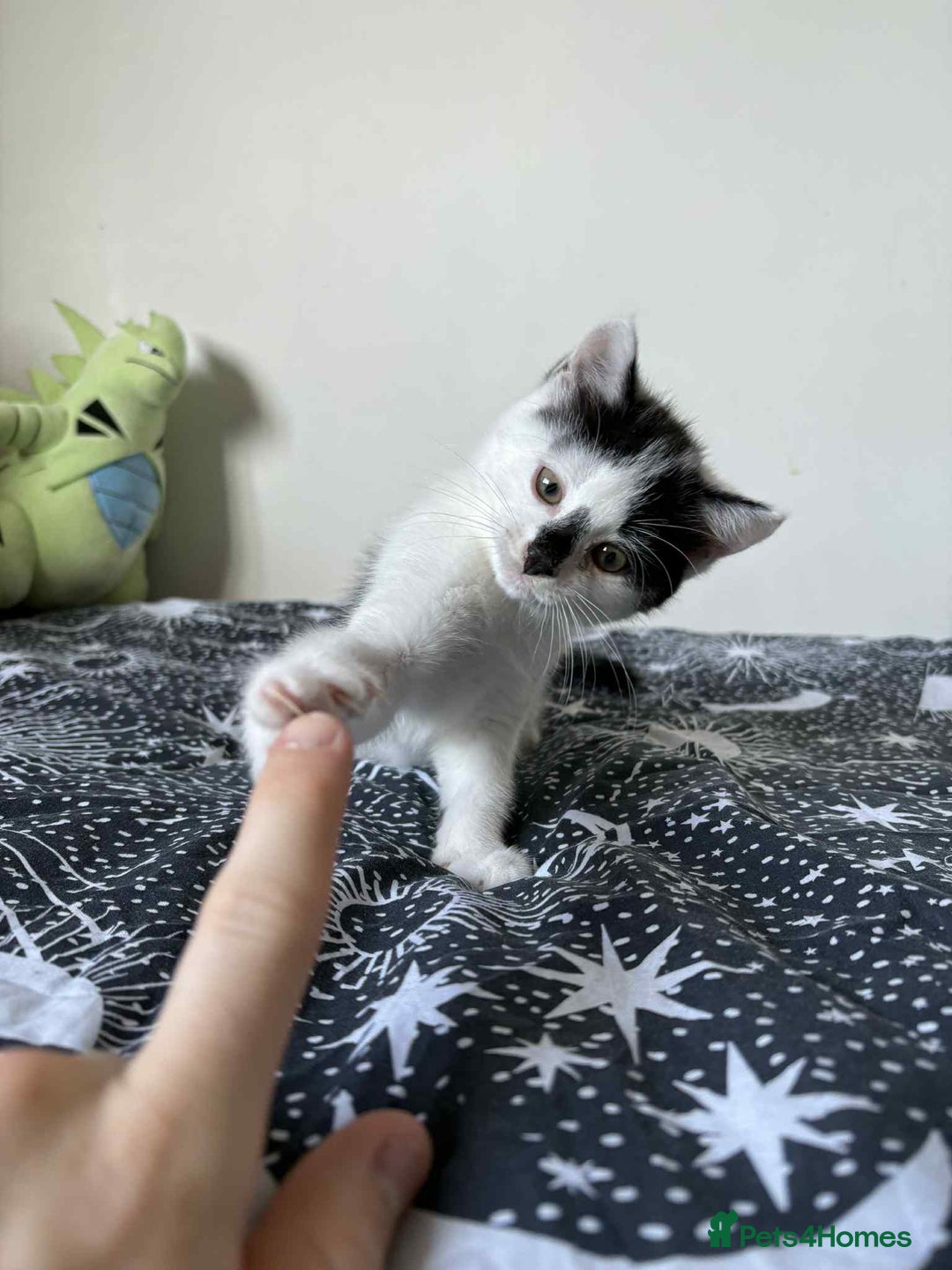 Mixed Breed cats for sale: Beautiful Male Kitten For Sale Last Of Litter - Image 6