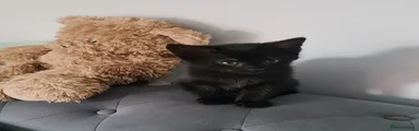 Domestic Shorthair 1
