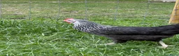 Chickens poultry for sale: Point of lay hens  silver sussex - Advert 24