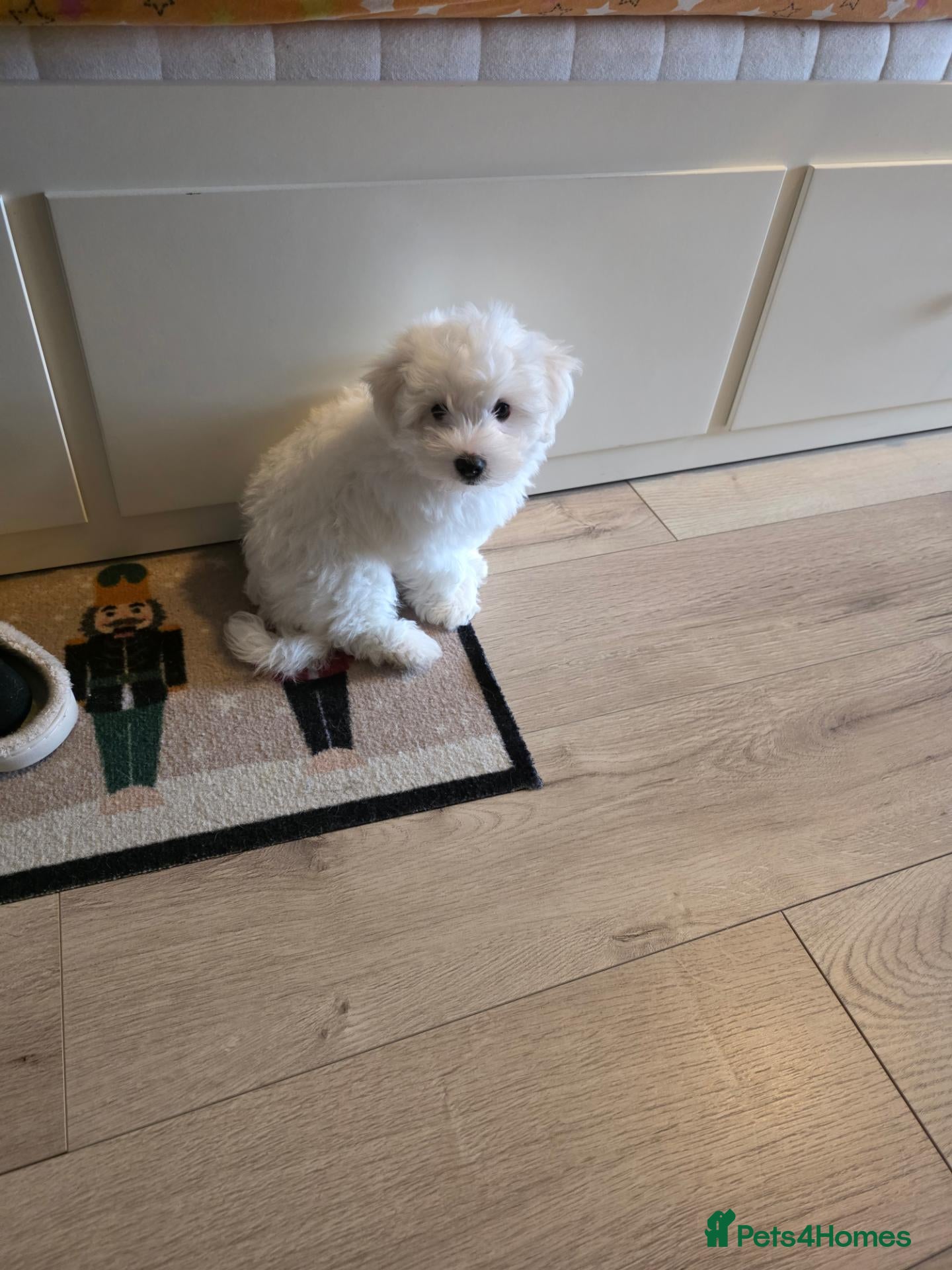 Maltese dogs Marian  - Advert 1