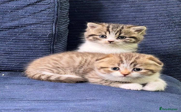 Scottish Fold cats - Advert 5