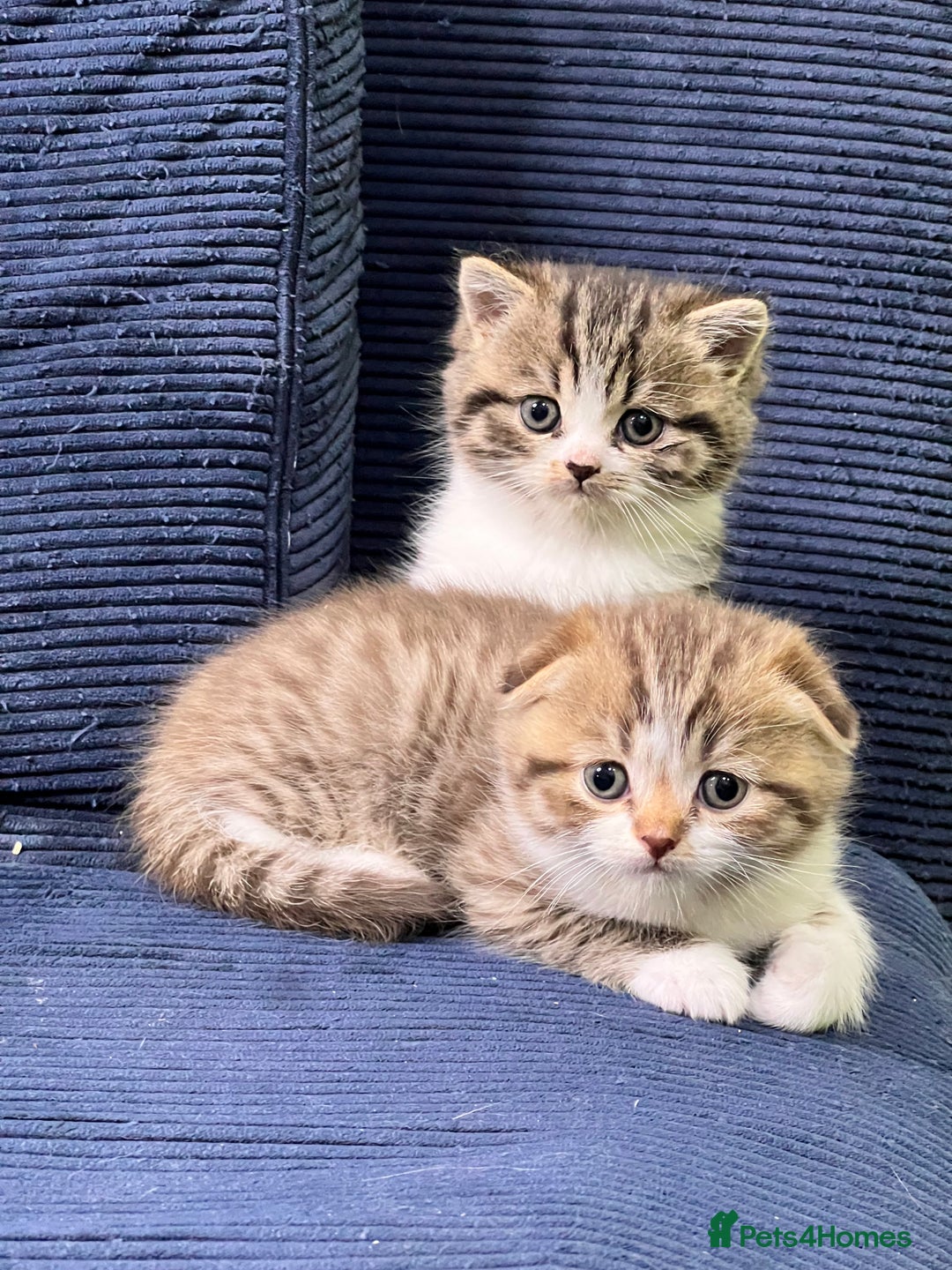 Scottish Fold cats for sale: Adorable Scottish Fold Kittens Ready This Weekend - Image 1
