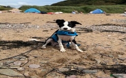 Border Collie dogs for sale: 7 month old Border collie (male) - Image 4