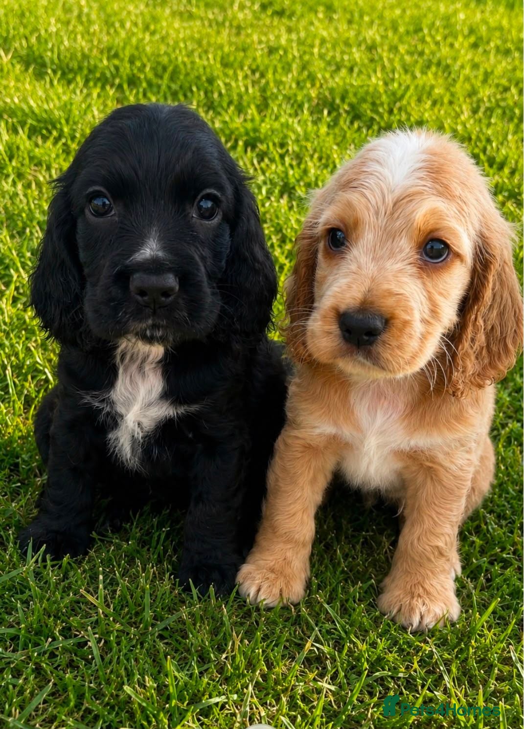 Cocker Spaniel dogs Show Type Cocker Spaniels  - Advert 1
