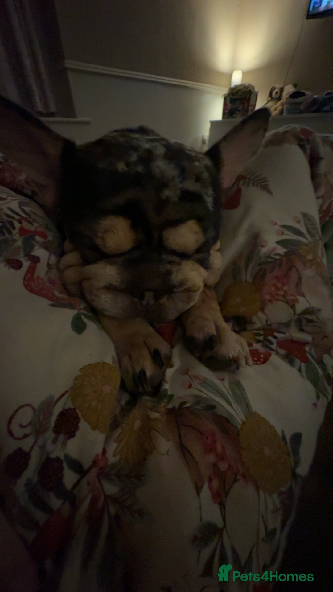 French Bulldog dogs for sale: Female dog - Advert 4