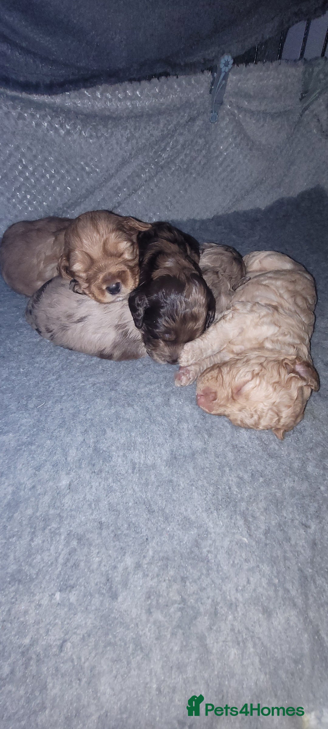 Cockapoo dogs for sale: ** Last one left Merle Cockapoo Puppies ** - Image 3