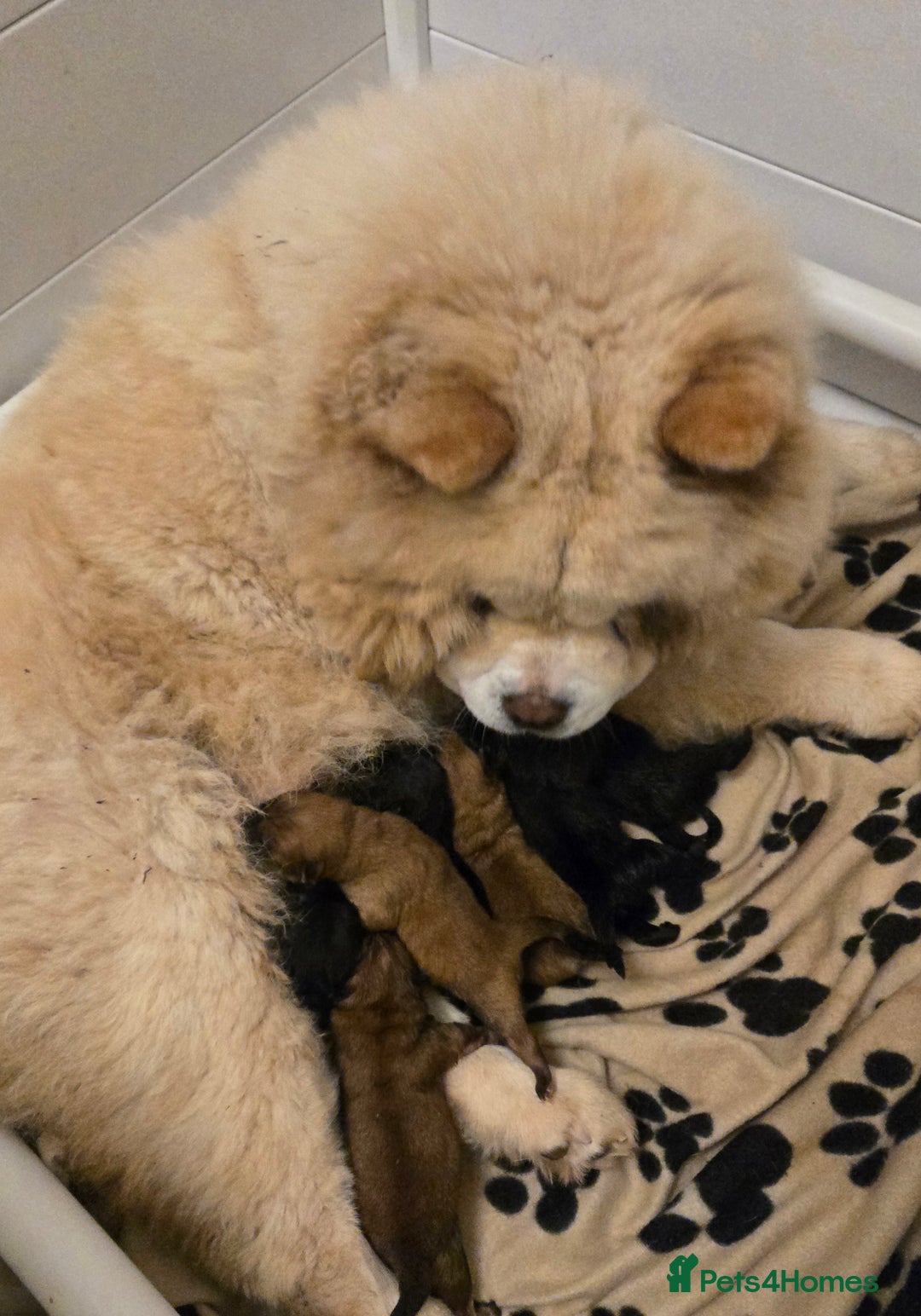 Chow Chow dogs for sale: Ready leave 23/12/2025 chocolate carrier CHOW CHOW - Advert 11