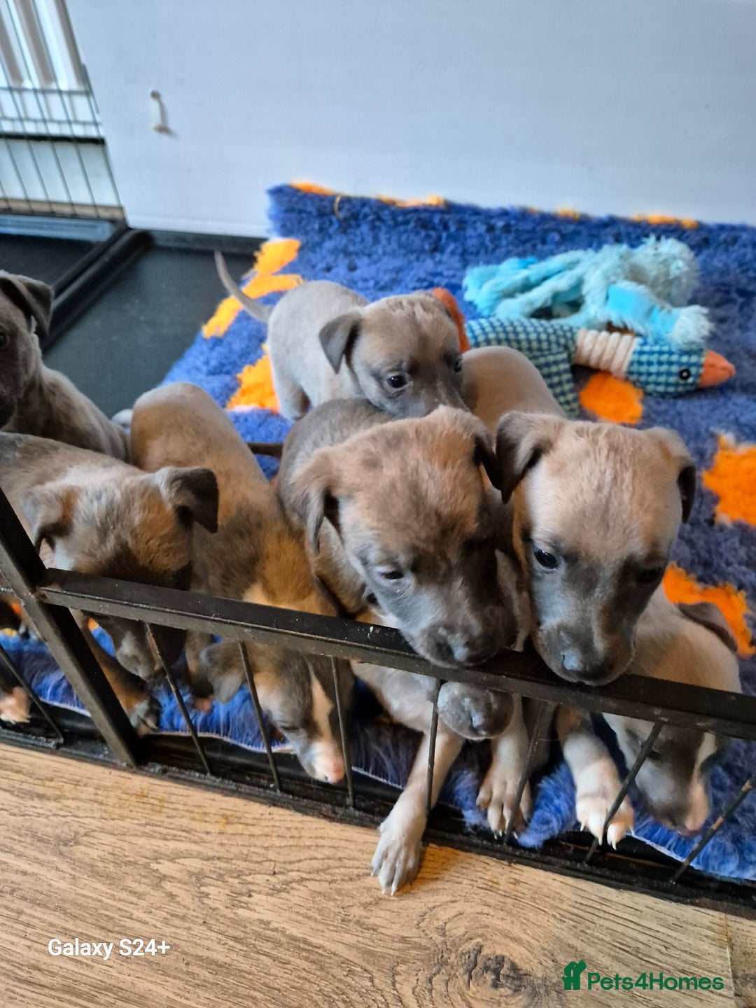 Whippet dogs for sale: Stunning whippet puppies  - Advert 4