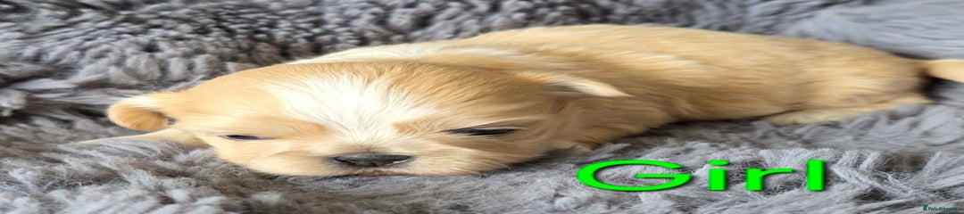 Shih Tzu Puppy 3