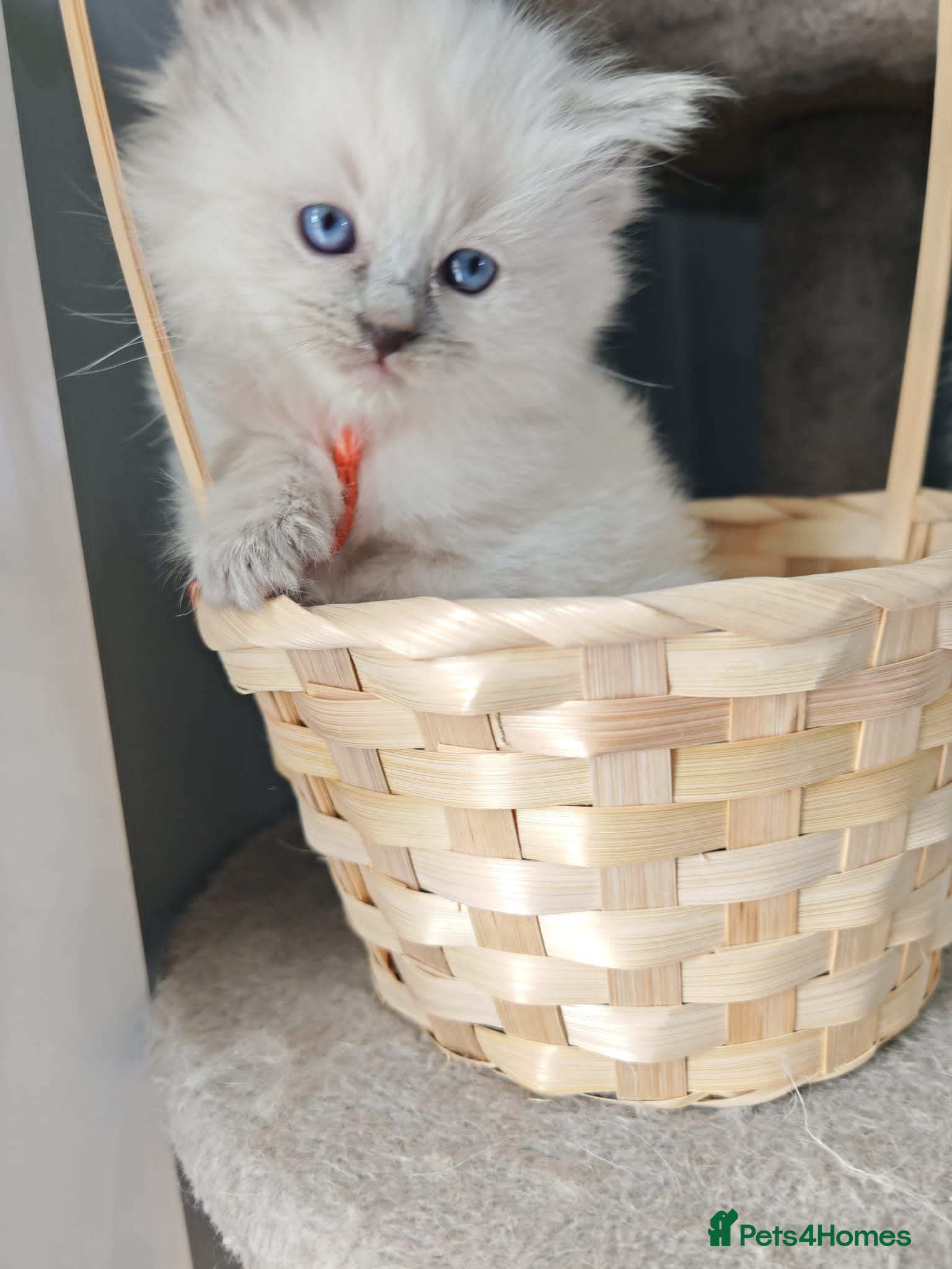 Ragdoll cats Ragdoll kittens ready 2nd may - Advert 4