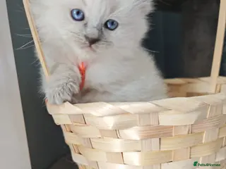 Ragdoll cats Ragdoll kittens ready 2nd may - Advert 4