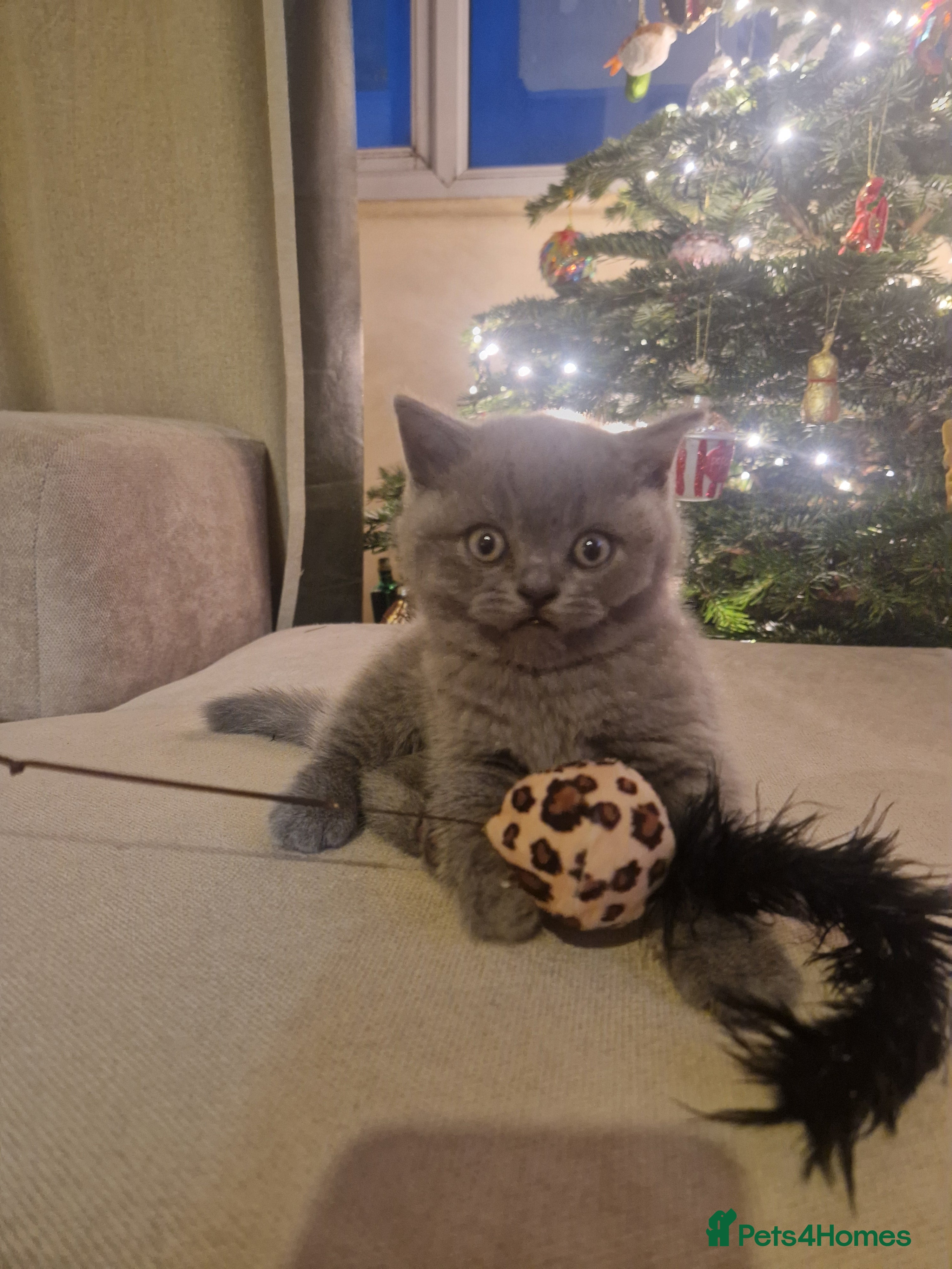 British Shorthair cats Georgous British shorthair kittens litter of 5 !   - Advert 1