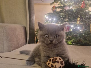 British Shorthair cats Georgous British shorthair kittens litter of 5 ! - Advert 9