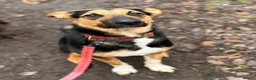 Mixed Breed dogs for adoption: 💙🐶 BRUNO – THIS BEAUTIFUL BOY IS FINALLY READY in Burntwood - Advert 5
