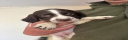 Sprocker dogs for sale: Sprocker Spaniel Puppies - Advert 2