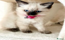 Ragdoll cats for sale: Beautiful Ragdolls 3 🩵 Boys 2 Girls 🩷 - Image 10