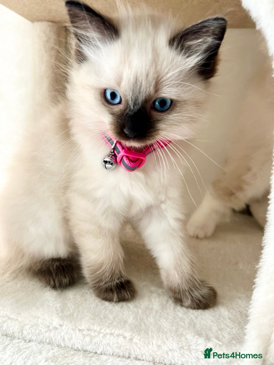 Ragdoll cats for sale: Beautiful Ragdolls 3 🩵 Boys 2 Girls 🩷 - Image 10