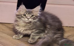 Maine Coon cats for sale: Outstanding Maine Coon kittens - Image 3