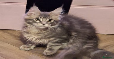 Maine Coon cats - Advert 3