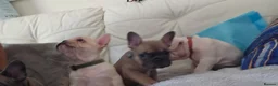 French Bulldog dogs for sale: Beautiful French bulldog puppies  in Liverpool - Advert 8