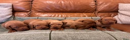 Hungarian Vizsla dogs for sale: Stunning Vizsla Puppies  - Advert 5