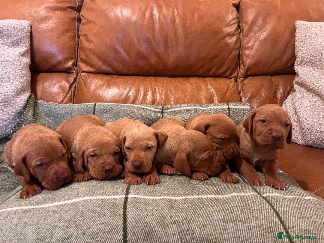 Hungarian Vizsla dogs for sale: Stunning Vizsla Puppies  - Advert 5