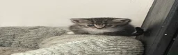 Mixed Breed cats for sale: Bombay cross x Tabby Kittens - Advert 3