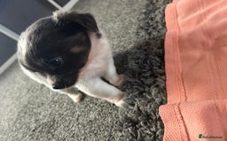 Chihuahua dogs for sale: Full pedigree Chihuahua puppies  - Image 36