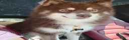 Pomsky dogs for stud: Updated!!! ⭐️ Now Fully BVA and Embark tested ⭐️ - Advert 3