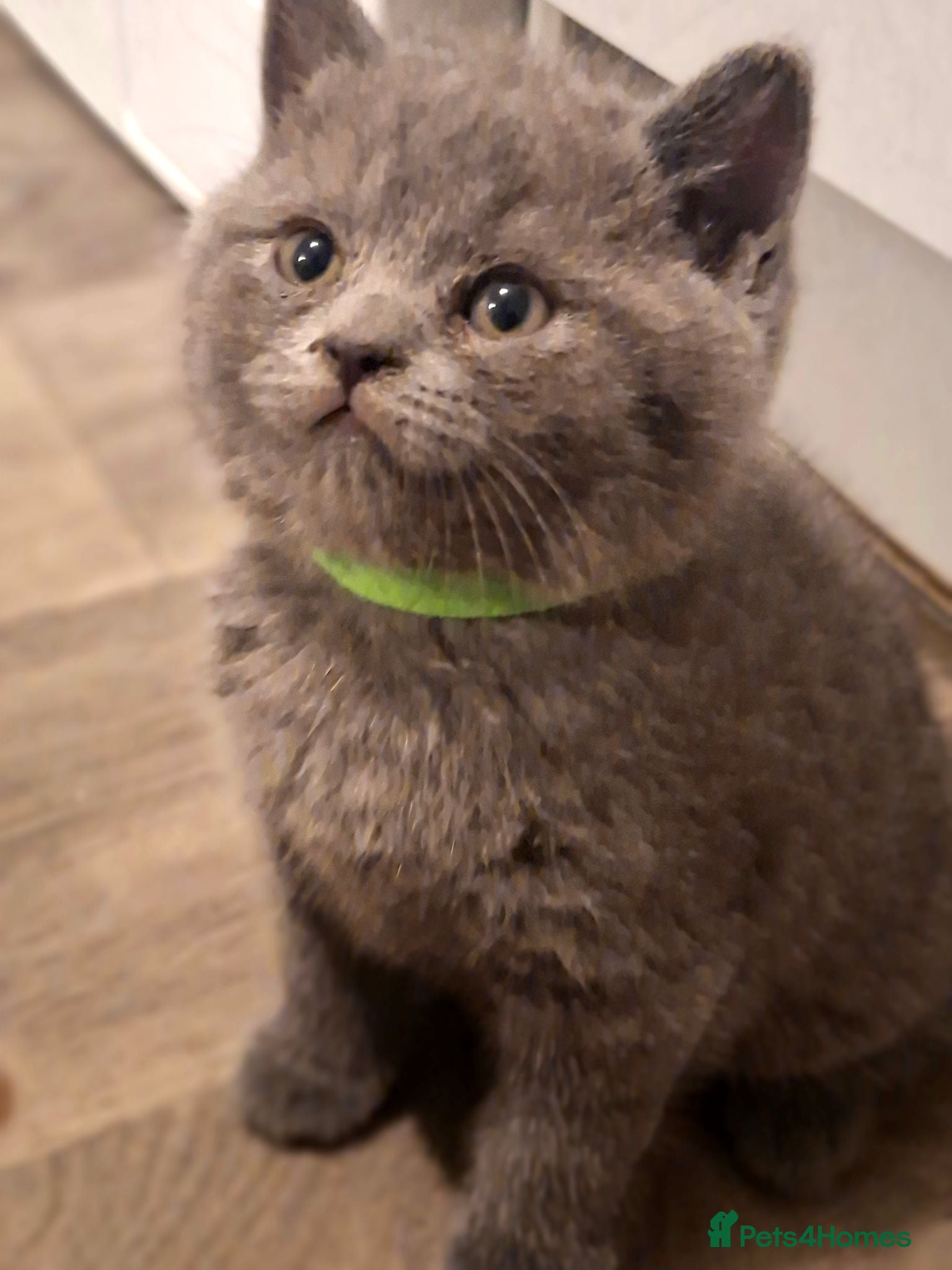 British Shorthair cats 🩷 Outstanding Quality Chunky GCCF Pedigree BSH 💙 - Advert 2