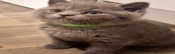 British Shorthair cats for sale: 💙 Last Blue Boy British Shorthair to Reserve 💙 - Advert 9