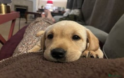 Labrador Retriever dogs for sale: Home bred working Labrador puppies - Image 31