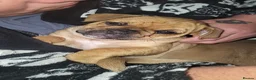 Frug dogs for sale: 2 frug puppies  - Advert 2