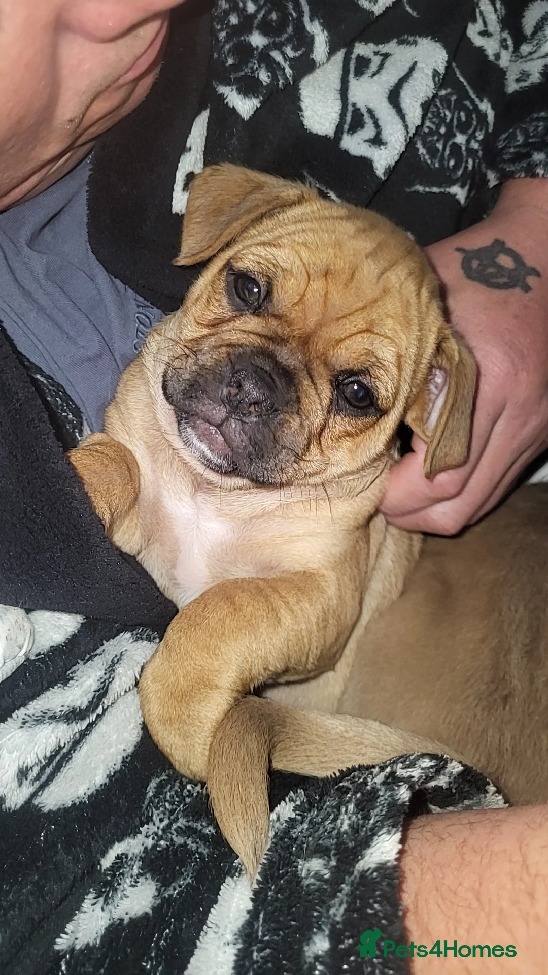 Frug dogs for sale: 2 frug puppies  - Advert 2